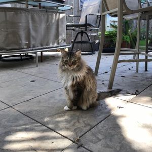 Meet your Posher, Niki